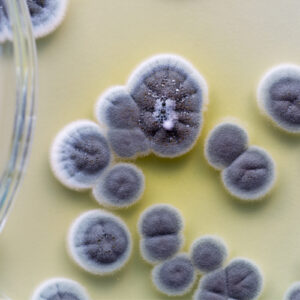 AccuPRO-ID Yeast and fungi